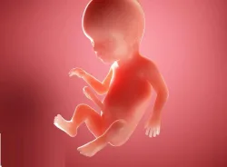 بارداری هفته به هفته و روزشمار بارداری