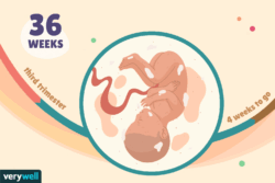 هفته چهل و یکم بارداری+فیلم هفته 41 بارداری