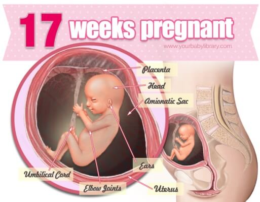 هفته هفدهم بارداری