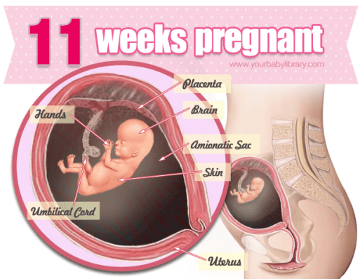 هفته 11 بارداری