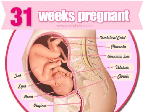 هفته سی و یکم بارداری2