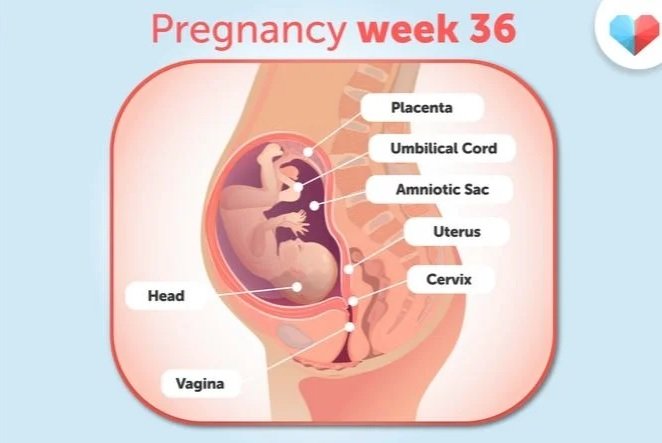Thirty-sixth week of pregnancy5