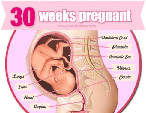هفته سیم بارداری