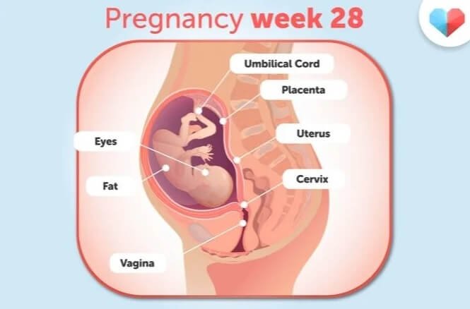 هفته بیست و هشتم بارداری+فیلم هفته 28 بارداری