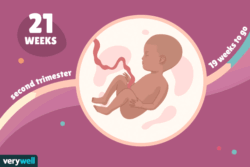 هفته بیست و چهار بارداری+فیلم -هفته 24 بارداری -هفته بیست و چهار