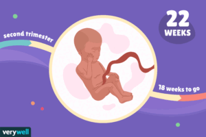 هفته بیست و دوم بارداری+فیلم-هفته 22 بارداری -هفته بیست و دو