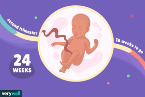 هفته بیست و چهار بارداری+فیلم -هفته 24 بارداری -هفته بیست و چهار