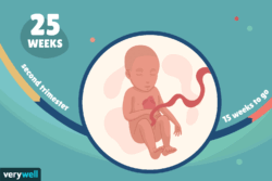 هفته بیست و چهار بارداری+فیلم -هفته 24 بارداری -هفته بیست و چهار