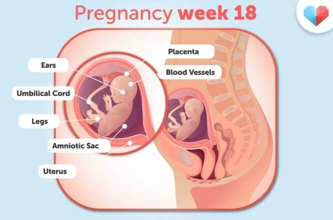 هفته 18 بارداری