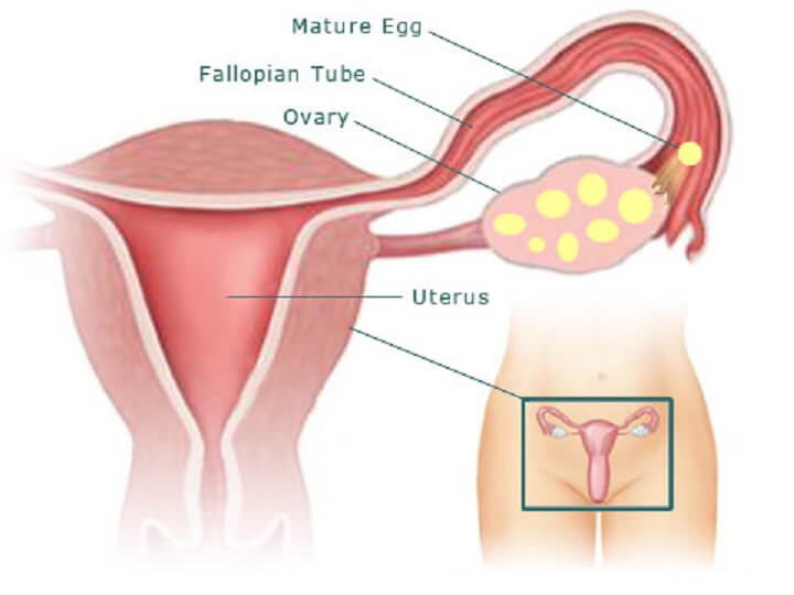 هفته دوم بارداری+فيلم هفته 2 بارداری -هفته دو