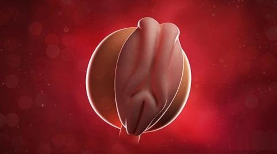 هفته دوم بارداری+فيلم هفته 2 بارداری -هفته دو هفته دوم بارداری+فيلم هفته 2 بارداری -هفته دو