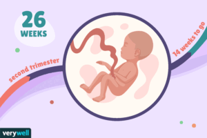 هفته بیست و ششم بارداری+فیلم  هفته 26 بارداری -هفته بیست و شش