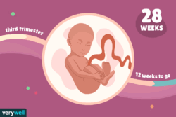 هفته بیست و ششم بارداری+فیلم  هفته 26 بارداری -هفته بیست و شش