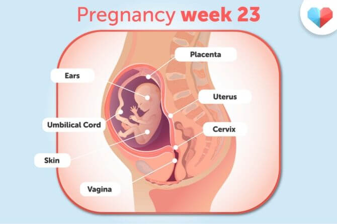 هفته بيست و سوم بارداري(1)