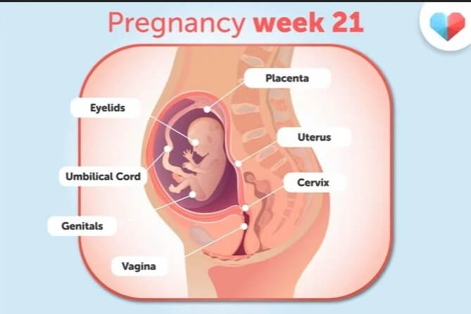 هفته بیست و یکم بارداری+فیلم-هفته 21 بارداری -هفته بیست و یک