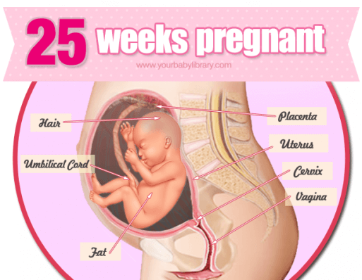 هفته بيست و پنجم بارداري