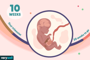 هفته دهم بارداری+فیلم-هفته 10 بارداری -هفته ده