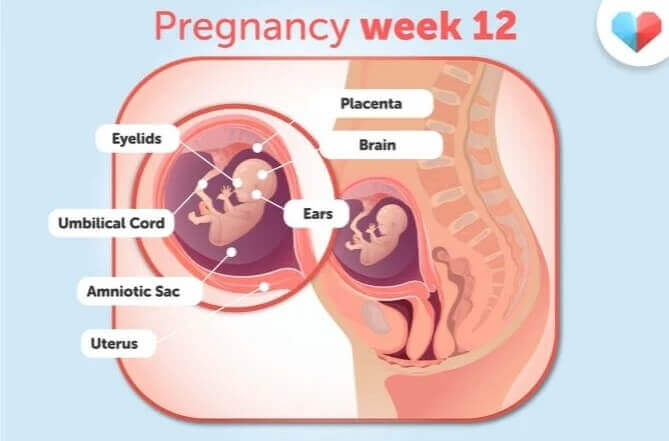 هفته دوازدهم بارداری+فیلم-هفته 12 بارداری -هفته دوازده هفته دوازدهم بارداری+فیلم-هفته 12 بارداری -هفته دوازده
