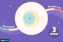 هفته سوم بارداری+فيلم هفته 3 بارداری-هفته سه