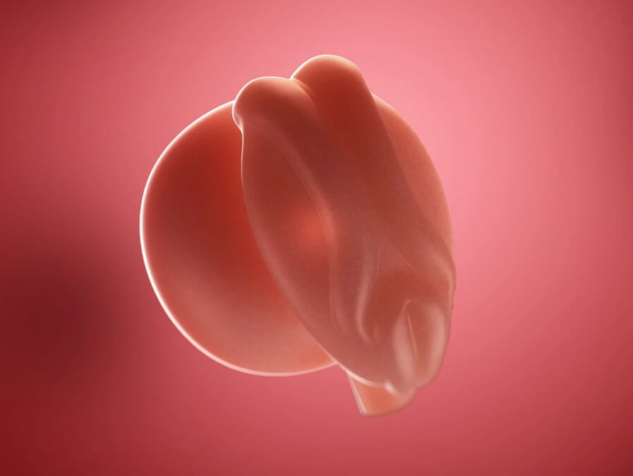 هفته سوم بارداری+فيلم هفته 3 بارداری-هفته سه هفته سوم بارداری+فيلم هفته 3 بارداری-هفته سه