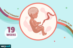 هفته شانزدهم بارداری+فیلم-هفته 16 بارداری -هفته شانزده