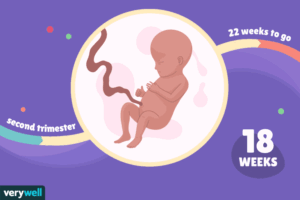 هفته هجدهم بارداری+فیلم-هفته 18 بارداری -هفته هجده
