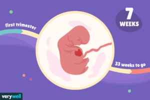 هفته هفتم بارداری+فیلم-هفته 7 بارداری -هفته هفت