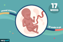 هفته شانزدهم بارداری+فیلم-هفته 16 بارداری -هفته شانزده