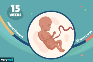 هفته پانزدهم بارداری+فیلم-هفته 15 بارداری -هفته پانزده
