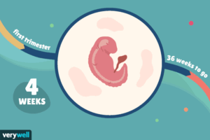 هفته چهارم بارداری+ فيلم هفته 4 باداری-هفته چهار