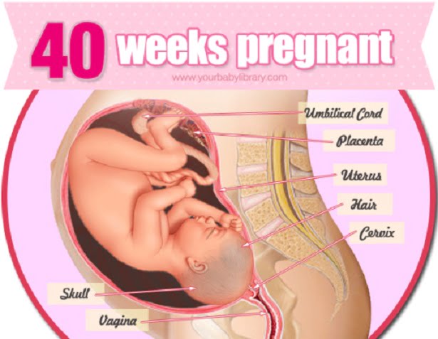 هفته چهلم بارداری